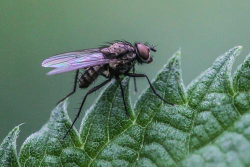 Réf. 293 270 : Delia platura